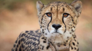 Project Cheetah: India's Cheetah Reintroduction Shows Promising Progress - Asiana Times