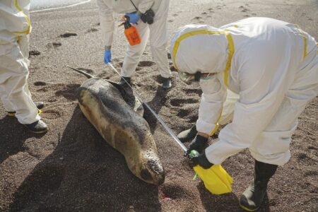 Bird Flu Attacked Sea Lions In Argentina, Killing Many - Asiana Times