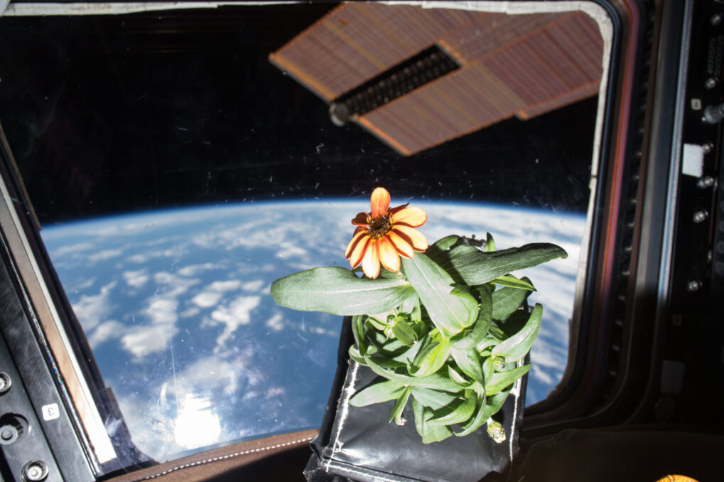 Plants Survival in Outer Space: An Enigma of Universe - Asiana Times