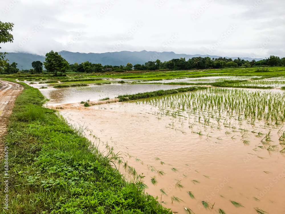 Agriculture Rice field flooded damage after heavy rain Stock Photo | Adobe  Stock