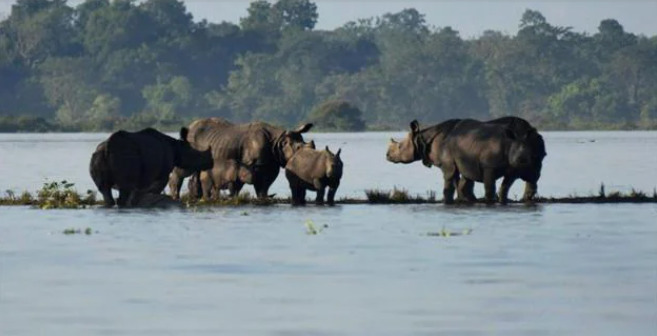 Devastating Floods Submerge Parts of Kaziranga National Park as Assam Grapples with Grim Situation - Asiana Times