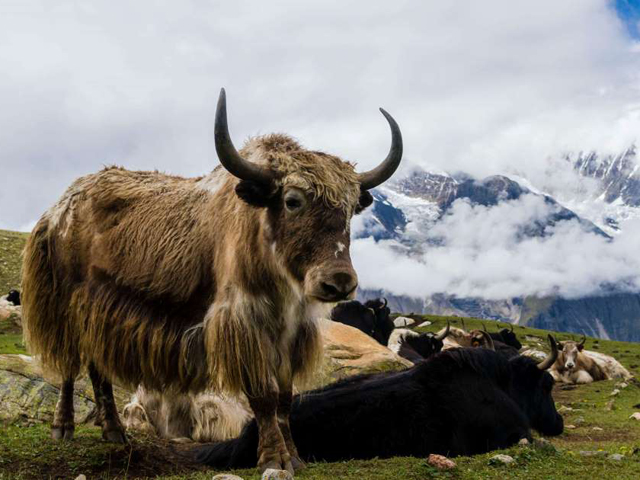 Himalayan yak gains FSSAI's food animal tag - Asiana Times