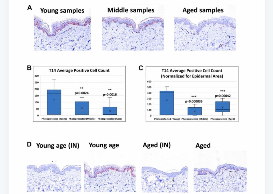 Newly discovered Peptide reflects Human Skin Age - Asiana Times