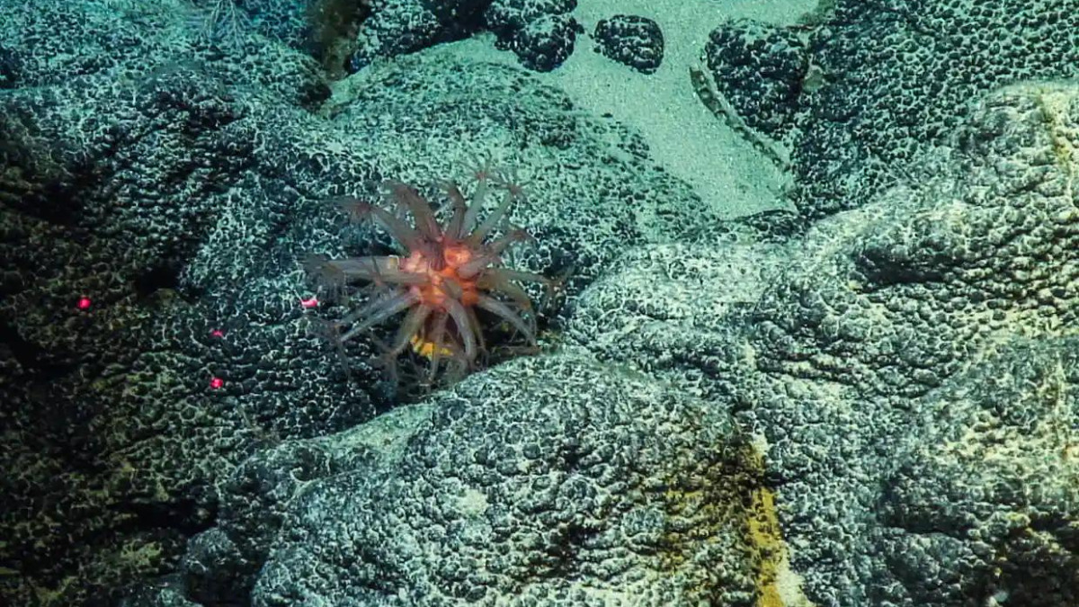 Deep-sea mining causes huge decreases in sealife across wide region