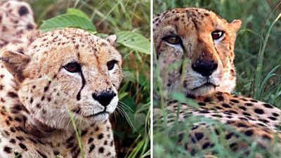 The first kill for 2 African male cheetahs who were brought to India- in Madhya Pradesh