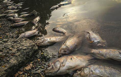 California: Thousands of dead fish wash up along Klamath River after flash floods
