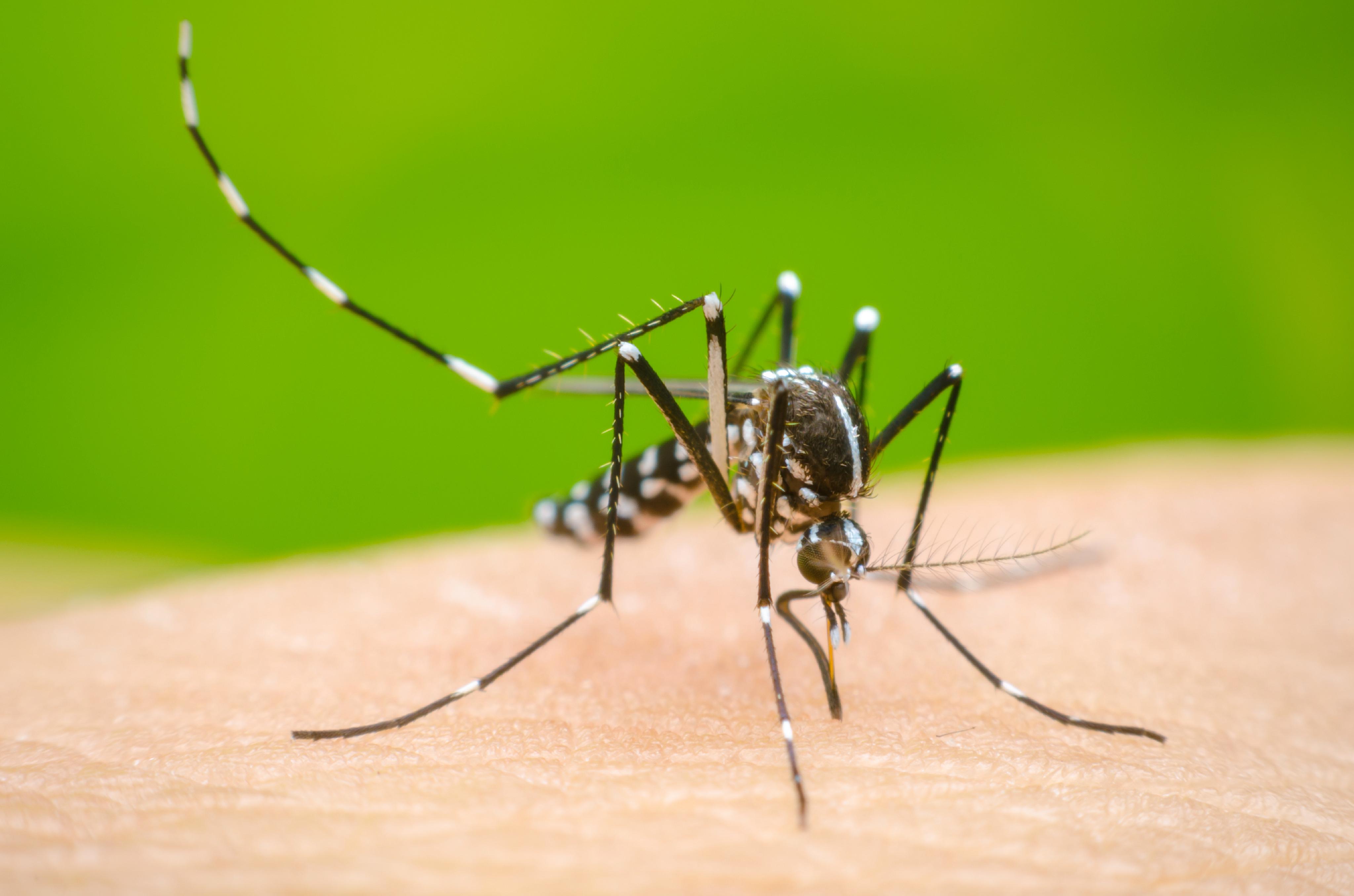 Rising dengue infections can be fatal unless detected early. - Asiana Times