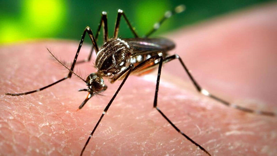 Dengue mosquiteo
