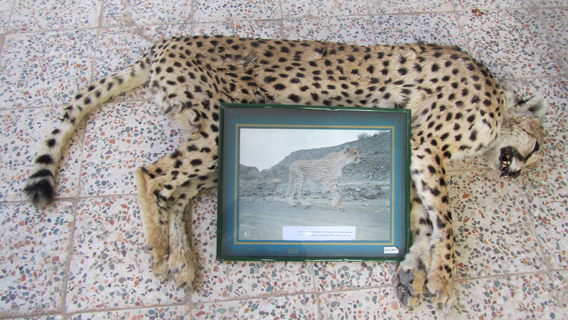 extinction of the Asiatic Cheetah