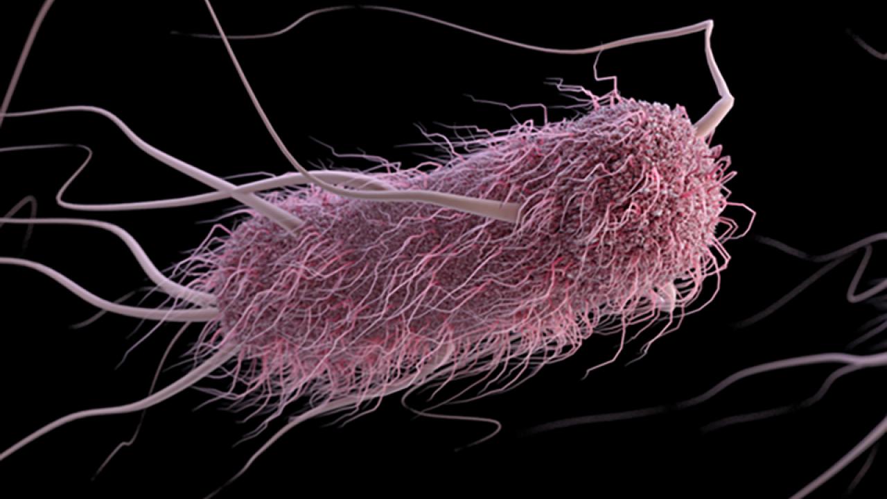 E. coli Bacteria for cancer treatment