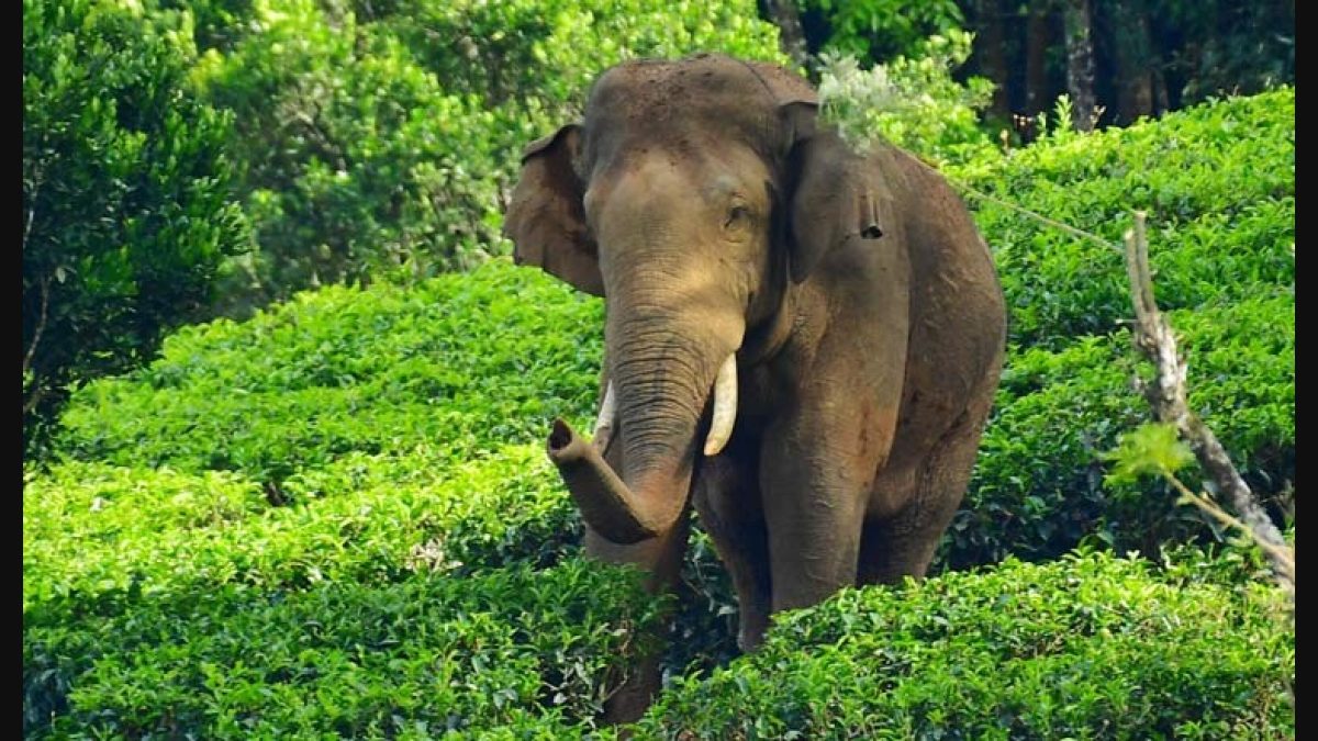 Arikomban being relocated to the Periyar Tiger Reserve, sourced from The New Indian Express