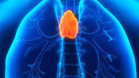 Thymus