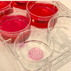 India Gets Its First 3D Bioprinting Centre of Excellence