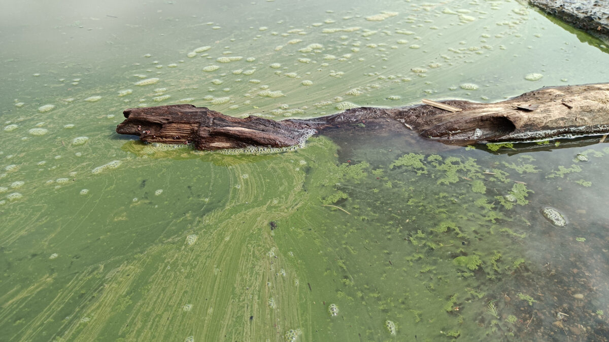 A Toxic Algae Bloom Is Killing California's Sea Lions