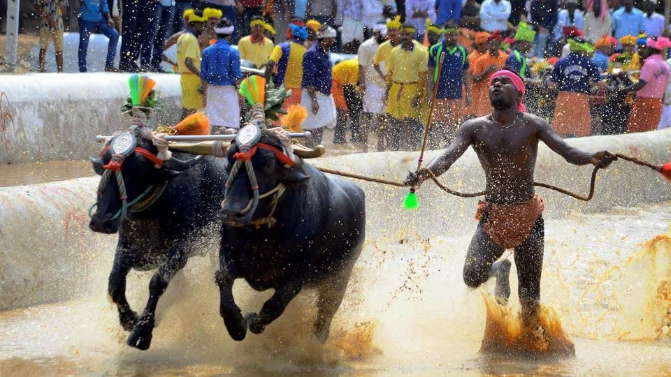 SUPREME COURT HOLDS JALLIKATTU AS LEGAL - Asiana Times