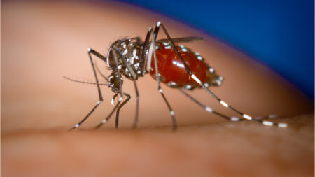 Dengue Cases Rise with Rainfall - Asiana Times