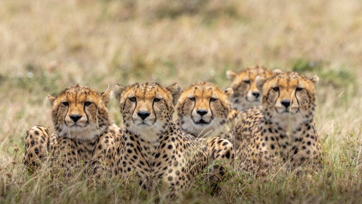 SC Urges Cheetah Relocation from KNP to Rajasthan - Asiana Times