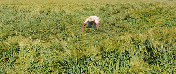 Farmers crops were damaged due to yesterday's rainfall.