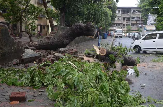 Mumbai's Green Cover Under Threat : 100+ Trees Uprooted - Asiana Times