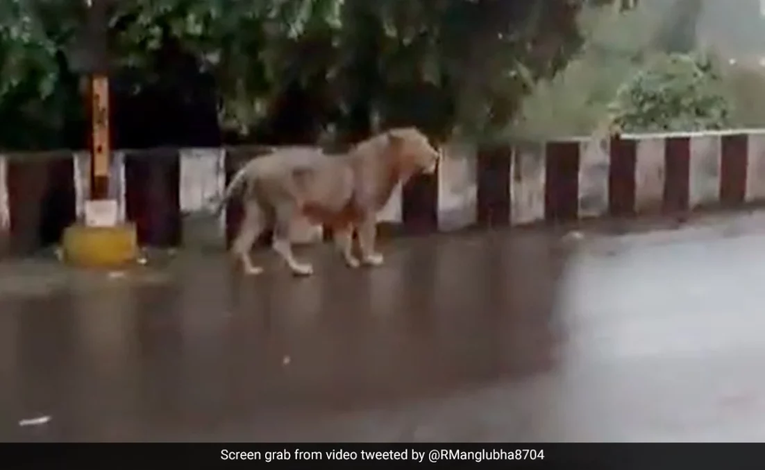 Incessant rains in Gujarat, Orange Alert issued for the next 24 hours - Asiana Times