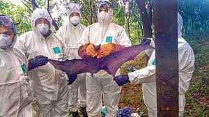  Nipah Virus Resurfaces in Kerala, Claiming 2 Lives - Asiana Times