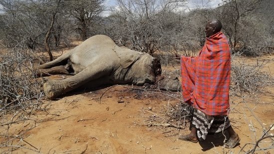 Kenya: Wildlife is withering as a result of East Africa's worst drought in 40 years
