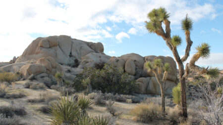 Valley Fever caused in dusty regions