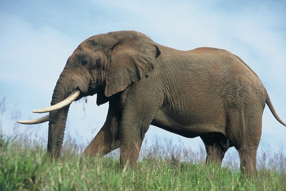 Elephant
