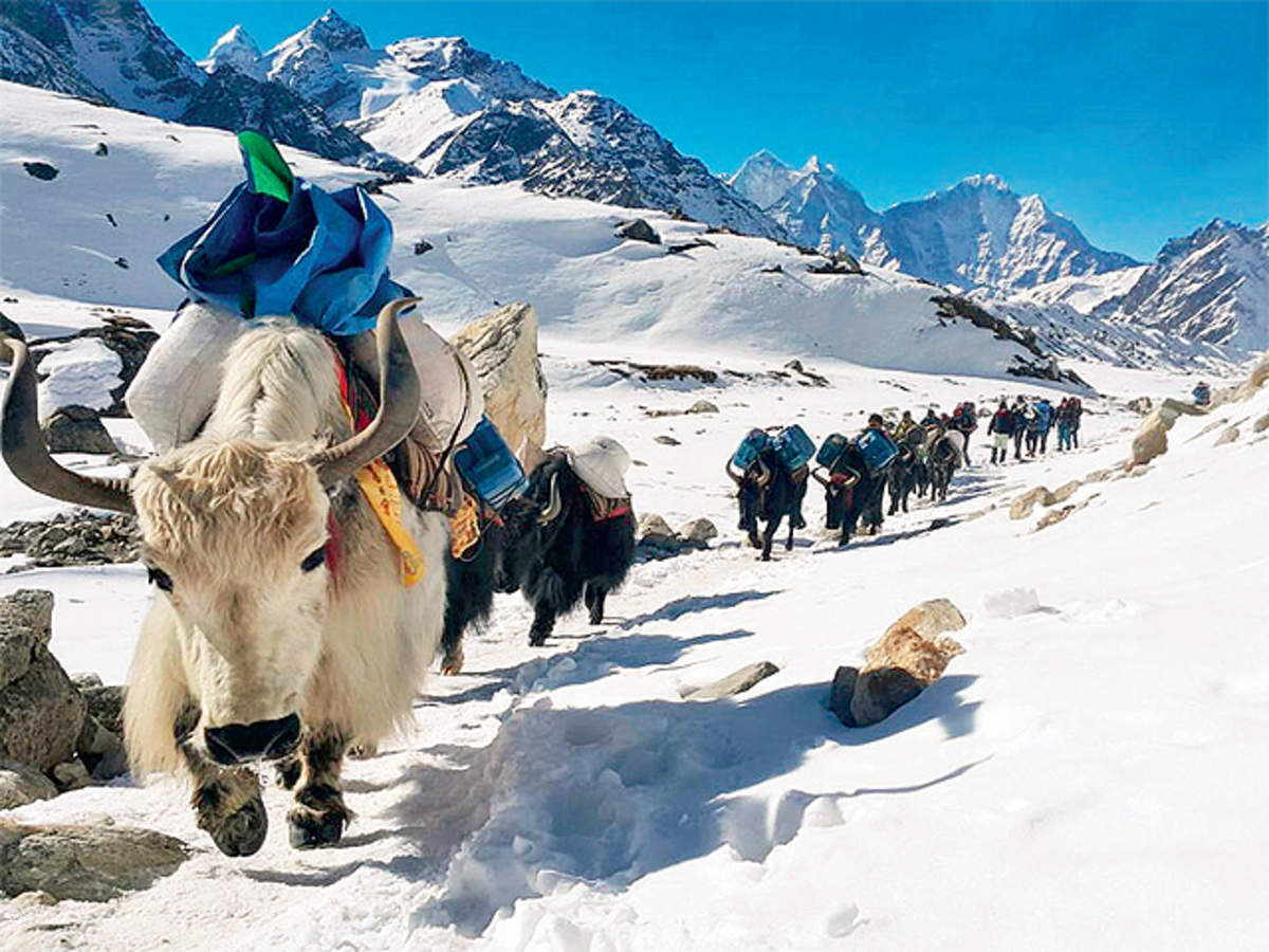 Himalayan yak gains FSSAI's food animal tag - Asiana Times