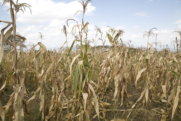 India’s Paltry rains affect Sugar Production & Exports - Asiana Times