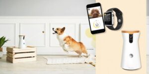 Why High-Tech Pet Gear Is Essential in 2024? - Asiana Times