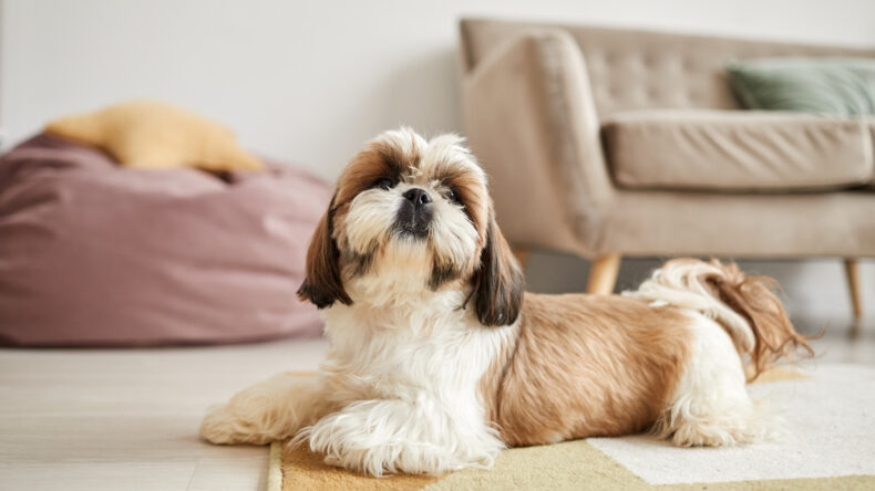 The Rise of Pet-Friendly Living in Bangkok’s Luxury Condo Market - Asiana Times