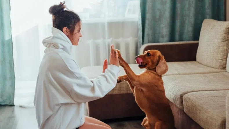 The Rise of Pet-Friendly Living in Bangkok’s Luxury Condo Market - Asiana Times